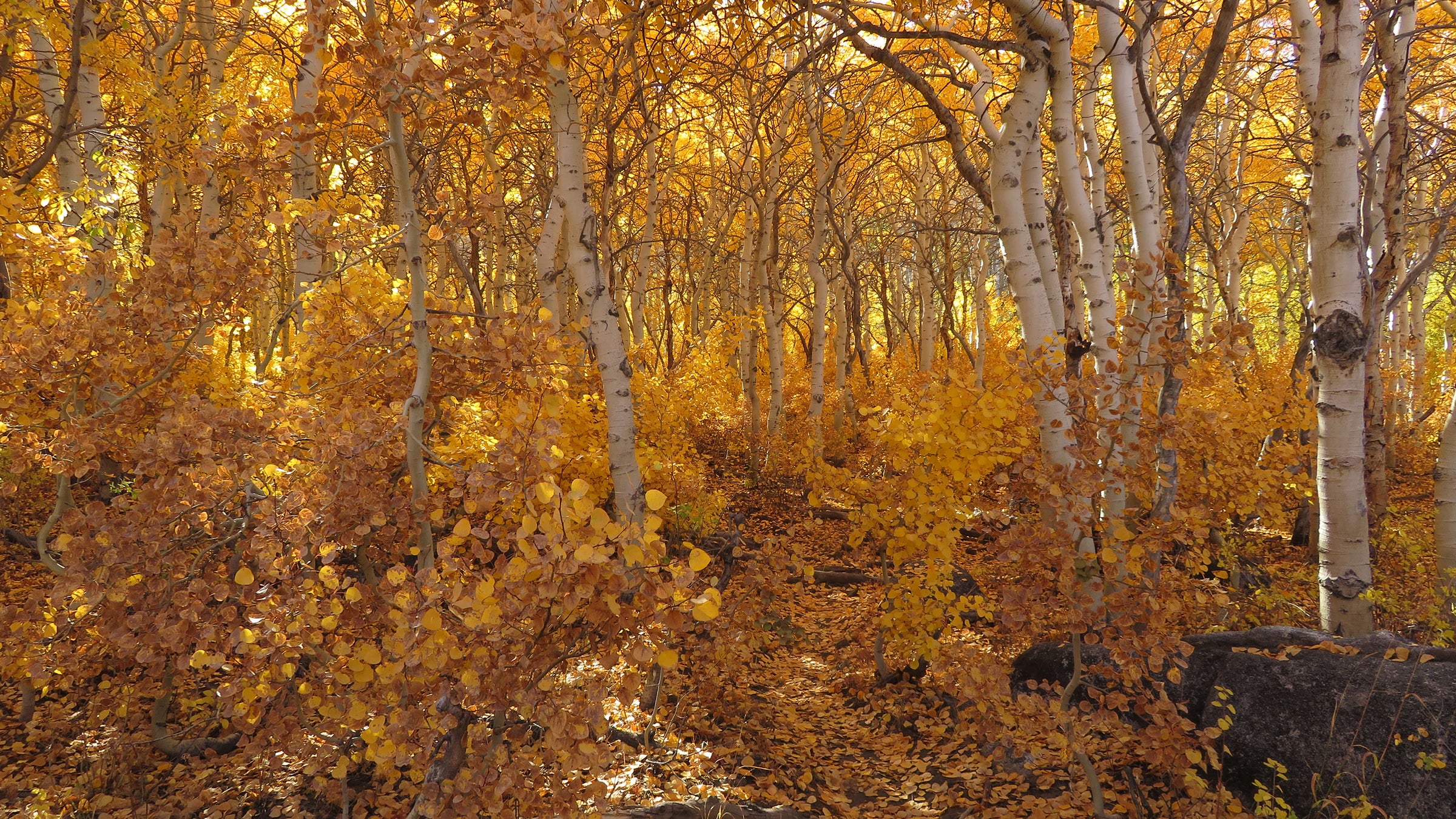 Glowing aspen trees photo taken by Brendan McCullough